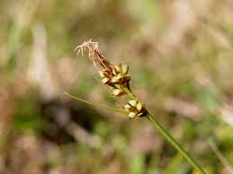 Attēlu rezultāti vaicājumam “Carex pilulifera”