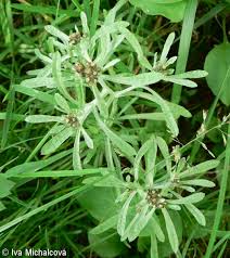 Attēlu rezultāti vaicājumam “Gnaphalium uliginosum leaf”