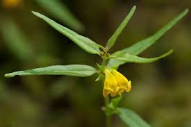 Attēlu rezultāti vaicājumam “Melampyrum sylvaticum flower”