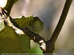 Attēlu rezultāti vaicājumam “Phylloscopus trochiloides”