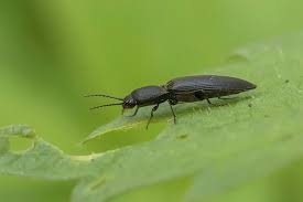 Attēlu rezultāti vaicājumam “Ectinus aterrimus”