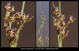 Attēlu rezultāti vaicājumam “Juncus compressus”