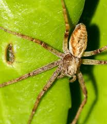 Attēlu rezultāti vaicājumam “Philodromus sp.”