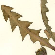 Attēlu rezultāti vaicājumam “Taraxacum officinale aggr. leaf”