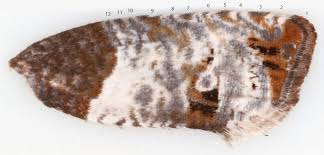 Attēlu rezultāti vaicājumam “Notocelia roborana”