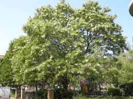 Attēlu rezultāti vaicājumam “Robinia”
