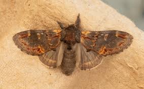 Attēlu rezultāti vaicājumam “Notodonta dromedarius”