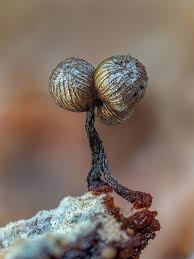 Attēlu rezultāti vaicājumam “Cribraria aurantiaca spores”