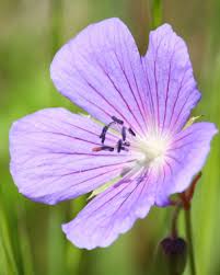 Attēlu rezultāti vaicājumam “Geranium pratense flower”