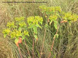 Attēlu rezultāti vaicājumam “Euphorbia virgata leaf”