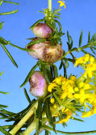 Attēlu rezultāti vaicājumam “Geocrypta galii”