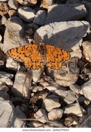 Attēlu rezultāti vaicājumam “Melitaea didyma male”