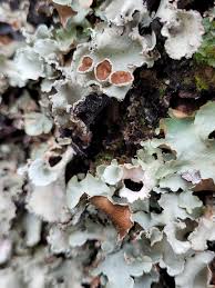 Attēlu rezultāti vaicājumam “Cetrelia olivetorum”