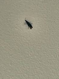 Attēlu rezultāti vaicājumam “Dasytes caeruleus”