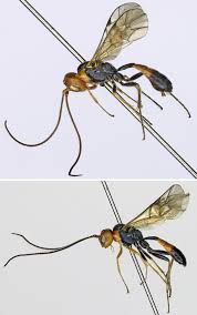 Attēlu rezultāti vaicājumam “Tenthredo campestris female”