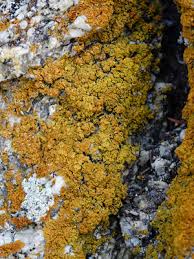 Attēlu rezultāti vaicājumam “Xanthoria candelaria”