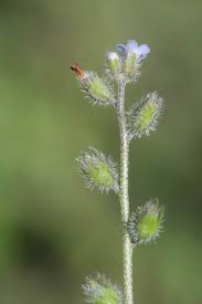 Attēlu rezultāti vaicājumam “Myosotis stricta”