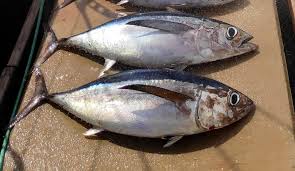 Image result for Thunnus alalunga
