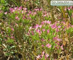 Attēlu rezultāti vaicājumam “Centaurium littorale leaf”