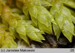 Attēlu rezultāti vaicājumam “Pterigynandrum filiforme”