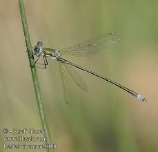 Attēlu rezultāti vaicājumam “Lestes virens”