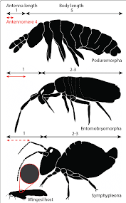 Attēlu rezultāti vaicājumam “Collembola”