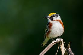 Image result for Dendroica pensylvanica