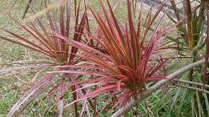 Attēlu rezultāti vaicājumam “Diderma radiatum macro”