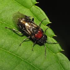 Attēlu rezultāti vaicājumam “Eriocampa ovata larva”