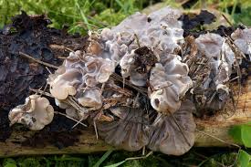 Attēlu rezultāti vaicājumam “Auricularia mesenterica”