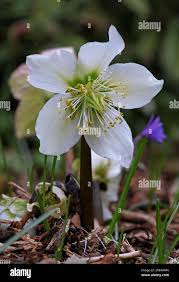 Image result for Christrose