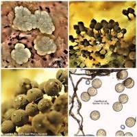 Attēlu rezultāti vaicājumam “Enerthenema papillatum”