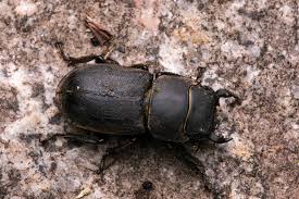 Attēlu rezultāti vaicājumam “Dorcus parallelopipedus”