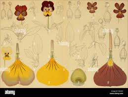 Attēlu rezultāti vaicājumam “Viola x williamsii”