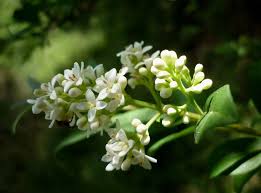 Attēlu rezultāti vaicājumam “Ligustrum vulgare”