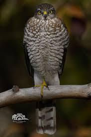 Attēlu rezultāti vaicājumam “Accipiter nisus”