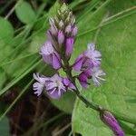 Attēlu rezultāti vaicājumam “Polygala comosa”