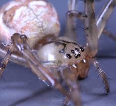 Attēlu rezultāti vaicājumam “Metellina segmentata”