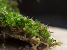 Attēlu rezultāti vaicājumam “Lophozia excisa”