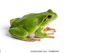 Attēlu rezultāti vaicājumam “Hyla arborea”