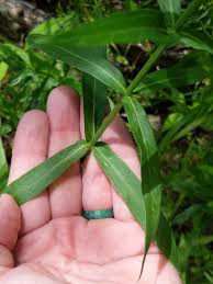 Attēlu rezultāti vaicājumam “Lythrum salicaria leaf”