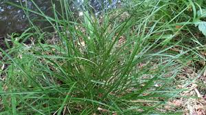 Attēlu rezultāti vaicājumam “Carex remota fruit”