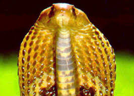 عکس از خونه واده ی من(مارهای کبرا) 1