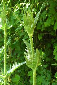 Image result for Dipsacus laciniatus