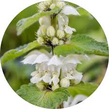 Attēlu rezultāti vaicājumam “Lamium”