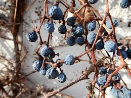 Attēlu rezultāti vaicājumam “Parthenocissus quinquefolia fruit”