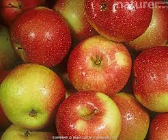 Attēlu rezultāti vaicājumam “Malus domestica fruit”