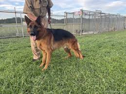 「アレックス・シェパード」の画像検索結果