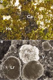 Attēlu rezultāti vaicājumam “Homalothecium sericeum”