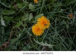 Attēlu rezultāti vaicājumam “Taraxacum suecicum flower”